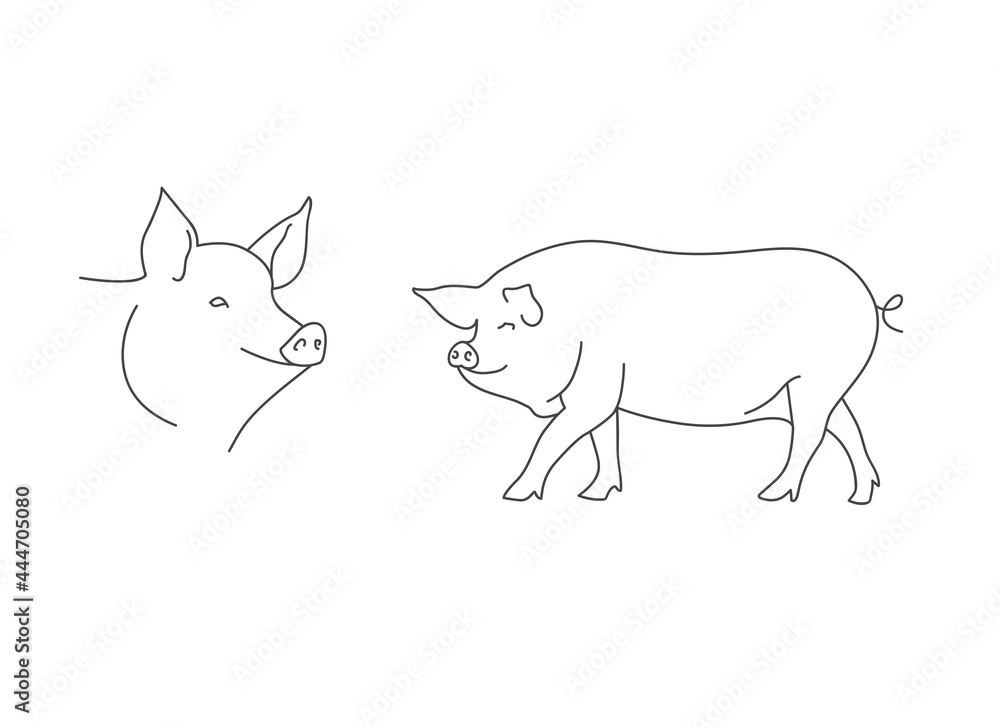 Vector linear illustration farm animal - pig isolated in white background.