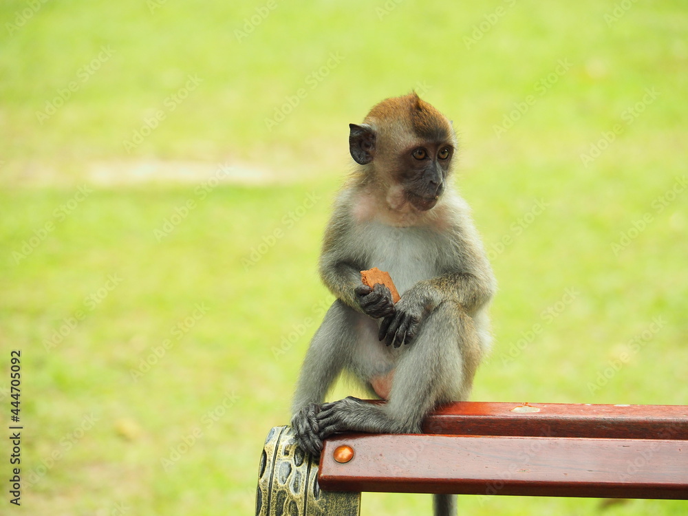 Fototapeta premium A curious monkey taking snacks and enjoying food from travellers in the Penang Botanical Garden