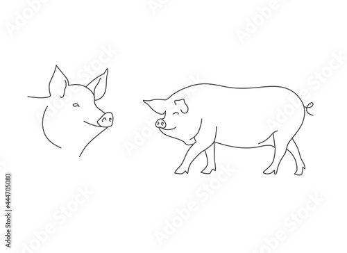 Vector linear illustration farm animal - pig isolated in white background.