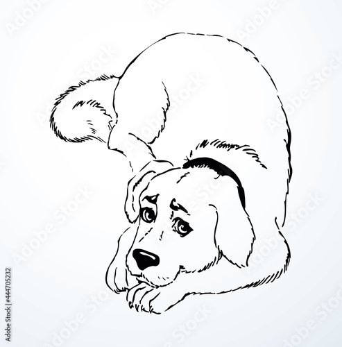 Vector drawing. Dog lying on the carpet