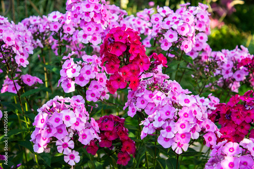 A close up of a flower with Hulda Klager Lilac Gardens in the background