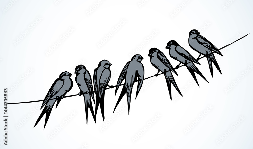 Fototapeta premium Swallows are sitting on a wire. Vector drawing