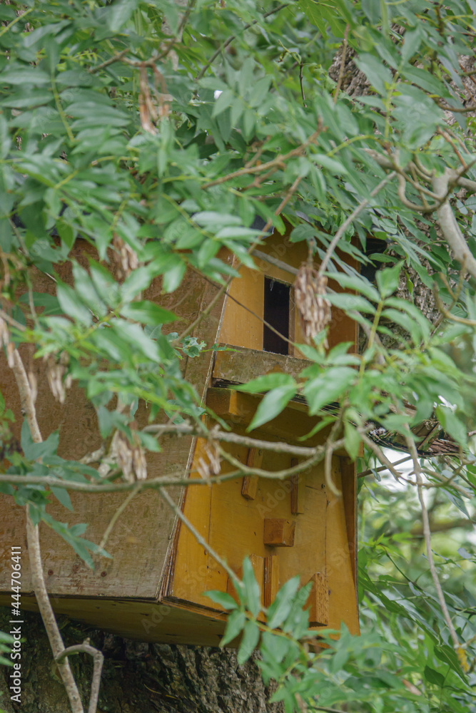 a huge owl bird box high in trees on a nture reserve in Wltshire