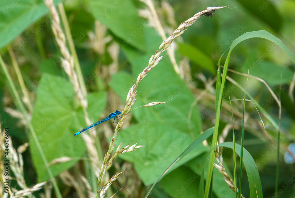 close up of beautiful banded demoiselle (Calopteryx splendens) damselfly close up of beautiful banded demoiselle (Calopteryx splendens) damselfly