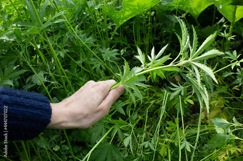 The hand picks off the overgrown cannabis shoots. Weed control. Close-up. Place for your text.