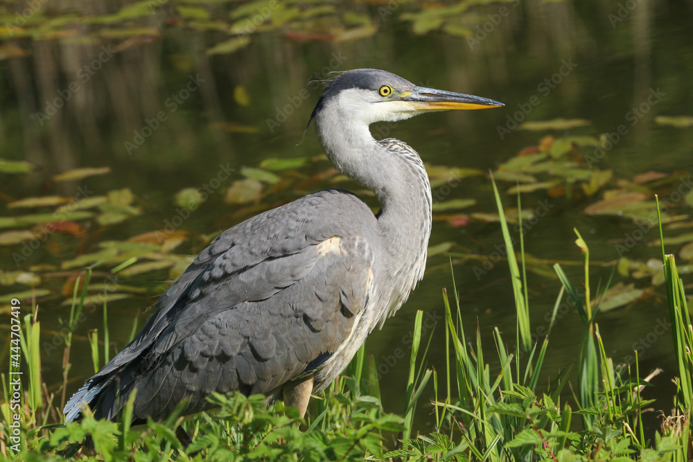 A juvenile Grey Heron, Ardea cinerea, standing by the side of a lake A juvenile Grey Heron, Ardea cinerea, standing by the side of a lake