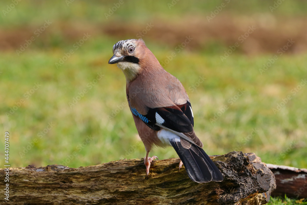 Close up of a Jay (Garrulus glandarius) bird perched in a field. Close up of a Jay (Garrulus glandarius) bird perched in a field.