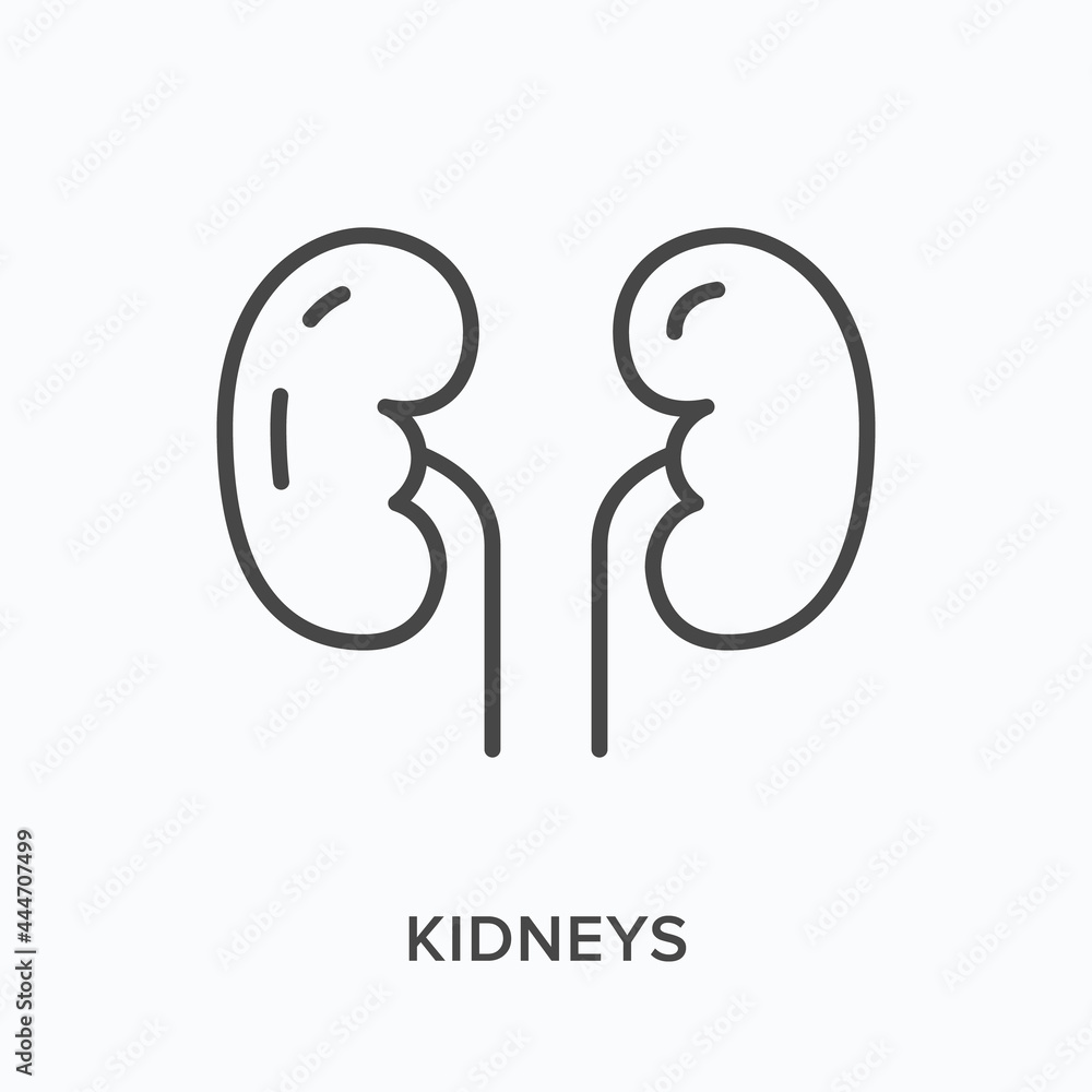 Kidneys flat line icon. Vector outline illustration of human organ. Black thin linear pictogram for urinary system Kidneys flat line icon. Vector outline illustration of human organ. Black thin linear pictogram for urinary system