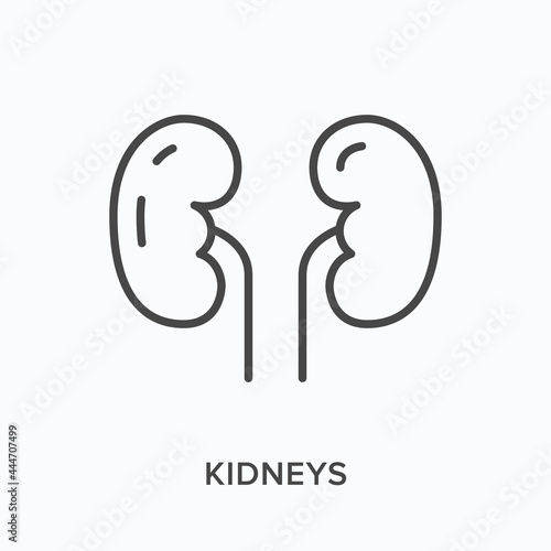 Kidneys flat line icon. Vector outline illustration of human organ. Black thin linear pictogram for urinary system