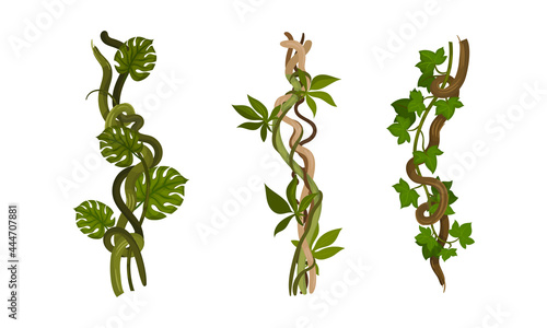 Liana as Long-stemmed Woody Vine Climbing and Tangled Around Tree Vector Set
