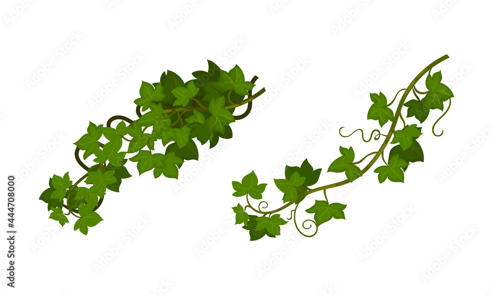 Evergreen Ivy Climbing Woody Plant Vector Set Evergreen Ivy Climbing Woody Plant Vector Set