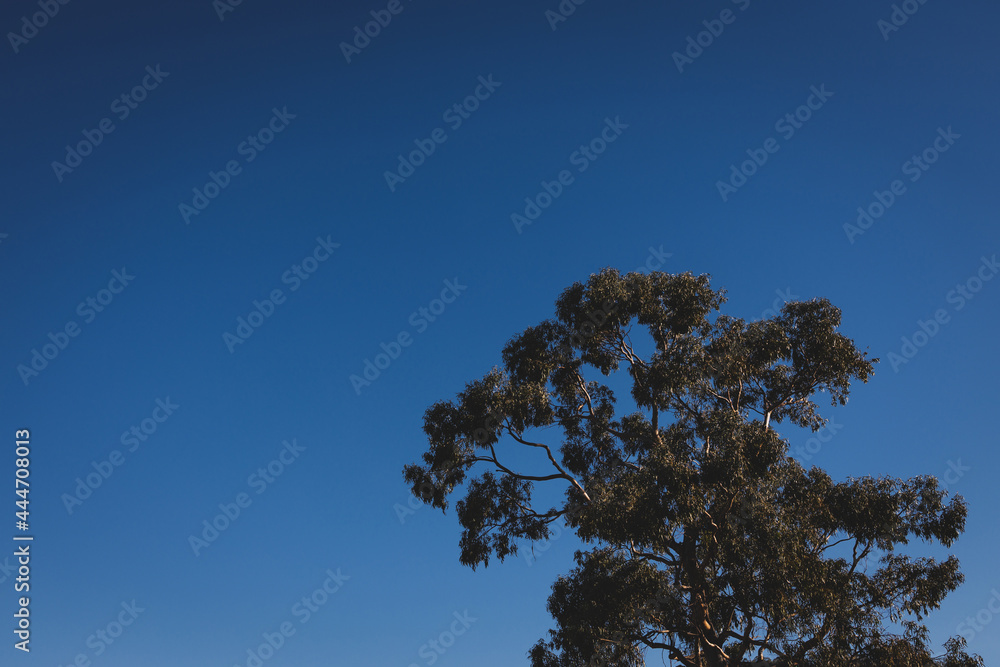 native Australian eucalyptus gum tree outdoor on a sunny day native Australian eucalyptus gum tree outdoor on a sunny day