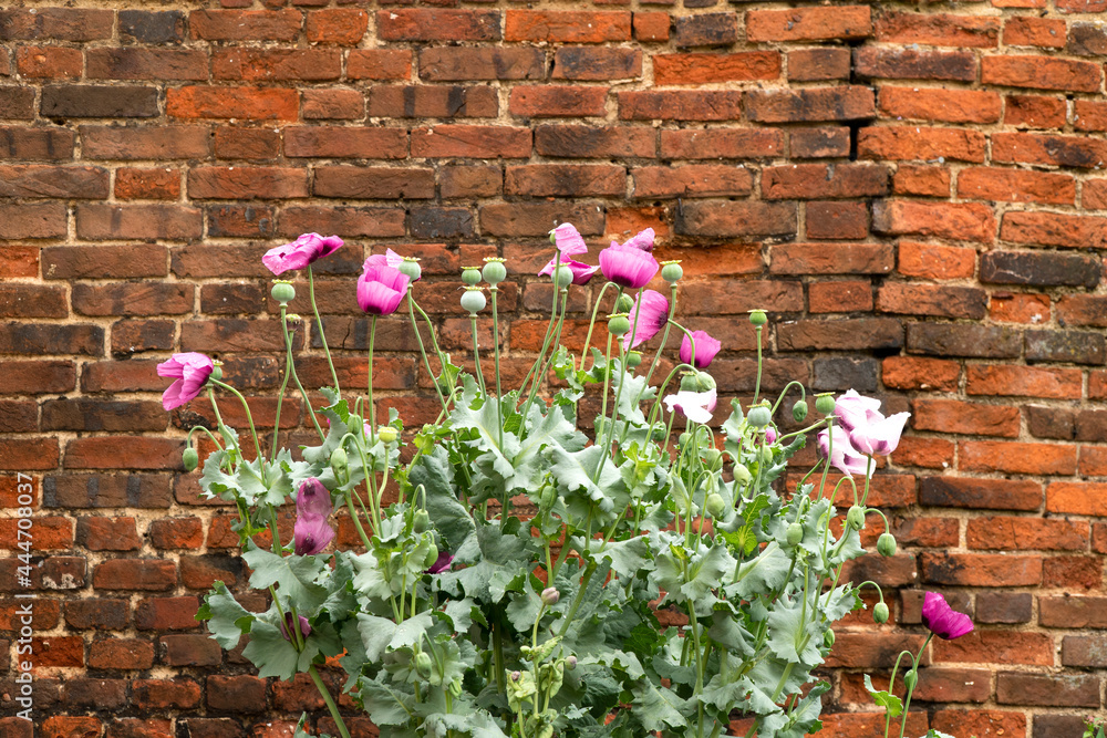 Pink poppy flowers against an old brick wall