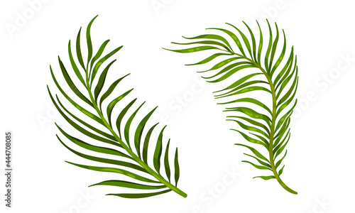 Tropical Leaf on Stem as Exotic Flora Vector Set