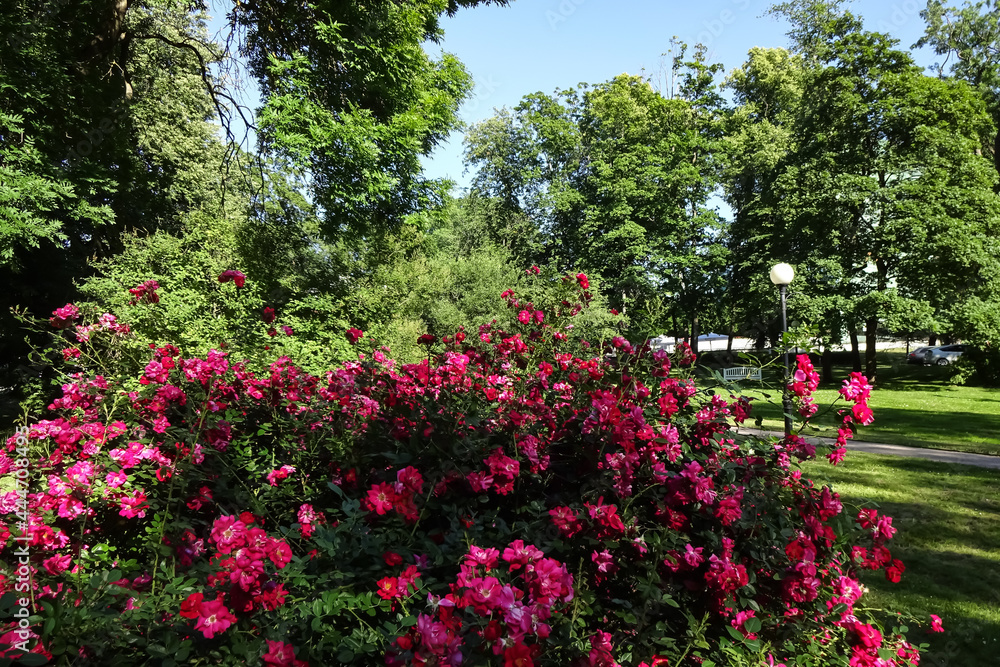 Close up of pink rose blooming bushes in Kadriorg garden. A sunny summer day with many green trees on the back. Tallinn, Estonia