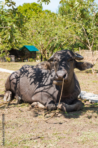a carabao sitting on dried grassland photo