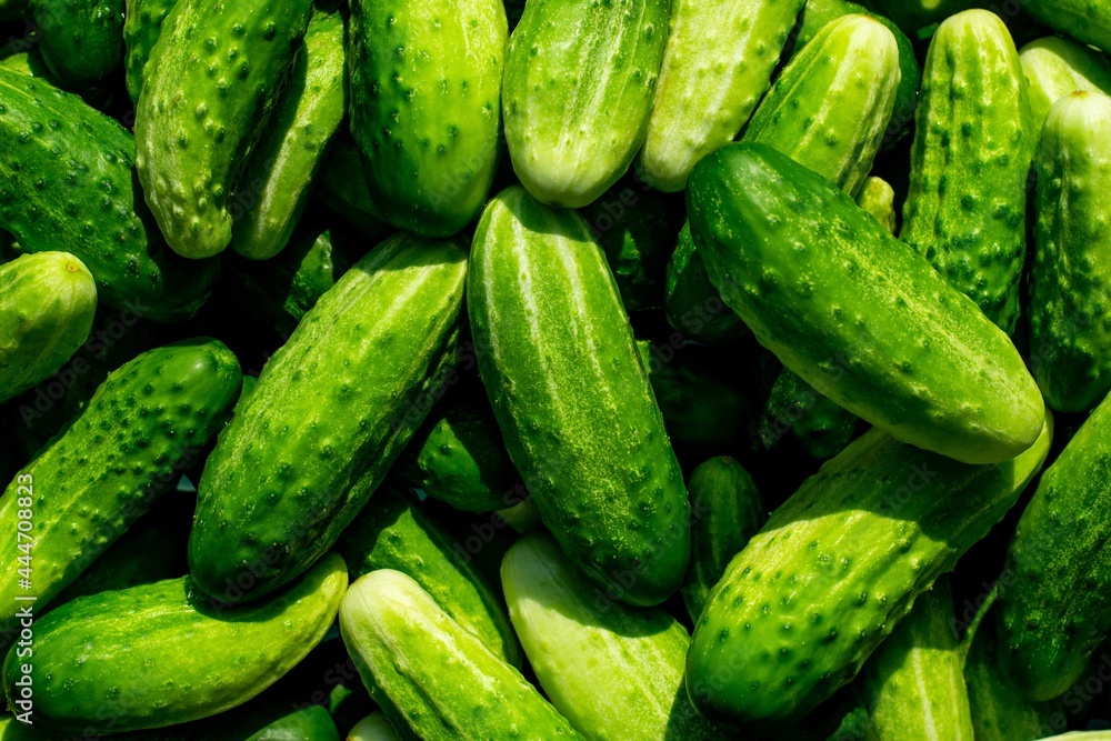 Fresh Cucumbers Fresh Cucumbers