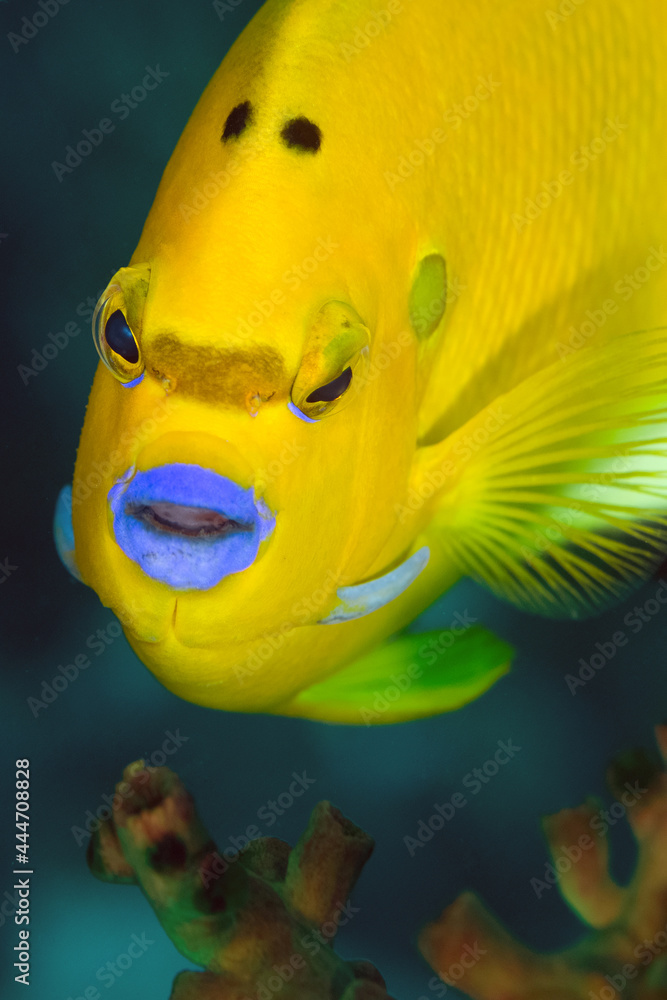 Yellow Fish With Blue Lips