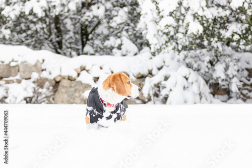 Young tricolour Beagle dog enjoying a walk in the snow, wearing a black coat for the cold. © Victor