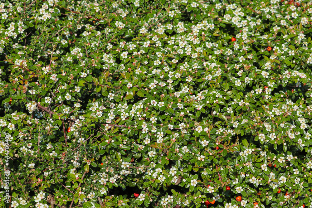 Close up of Creeping Cotoneaster an evergreen low growing shrub with a mass of delicate white flowers