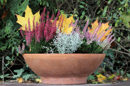 Heather and Leucophyta growing in a flower pot. Yellow and orange autumn leaves in the background. Plants that grow and bloom in late fall and winter. Decorative plants for the garden and balcony. photo