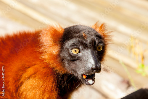 Red ruffed lemur (Varecia rubra); Zoom; Gelsenkirchen; Germany; photo
