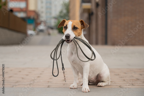 Lonely abandoned Jack Russell Terrier holds a leash in his mouth. Dog lost in the outdoors