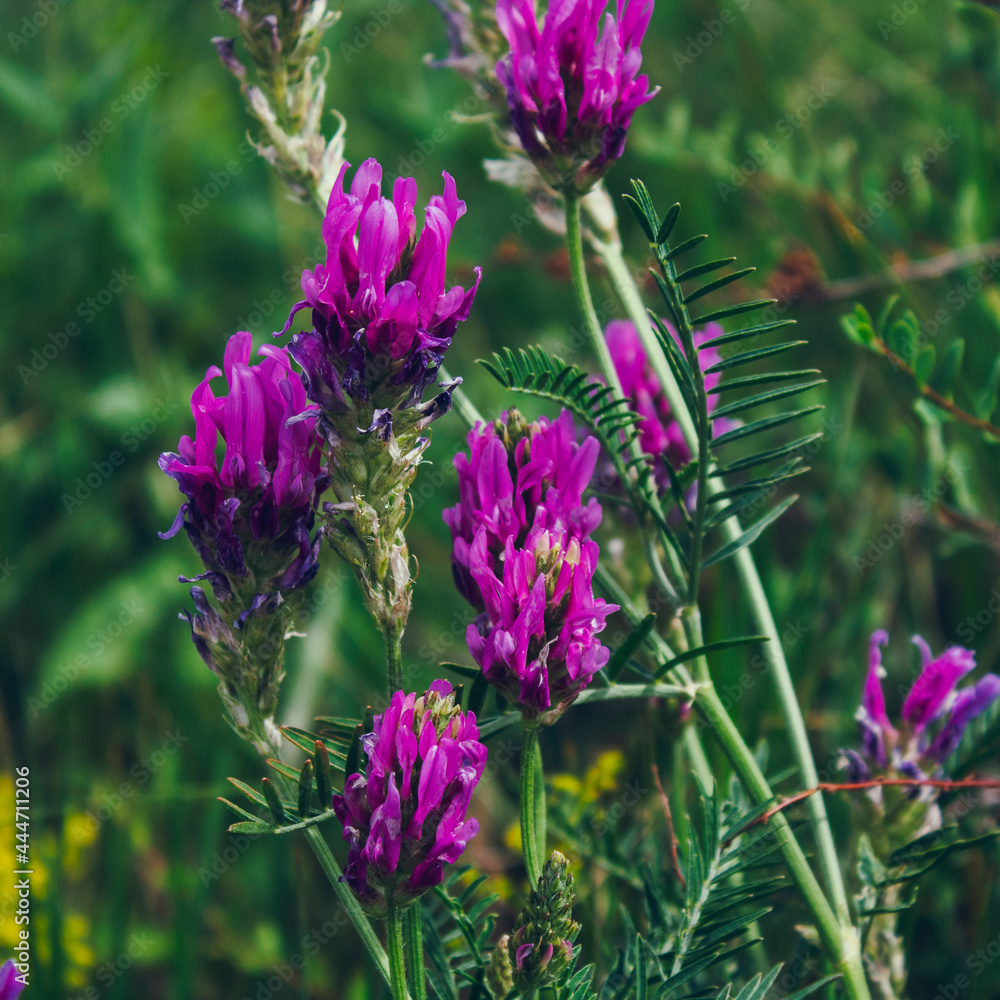 Fototapeta premium Astragalus onobrychis. Blossoming Astragalus onobrychis. Meadow plants. Wild plant. Honey plant.