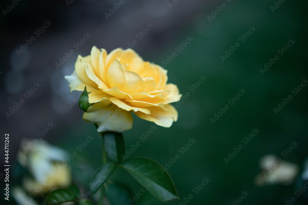 yellow rose flower yellow rose flower