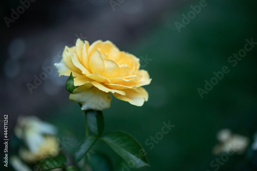 yellow rose flower