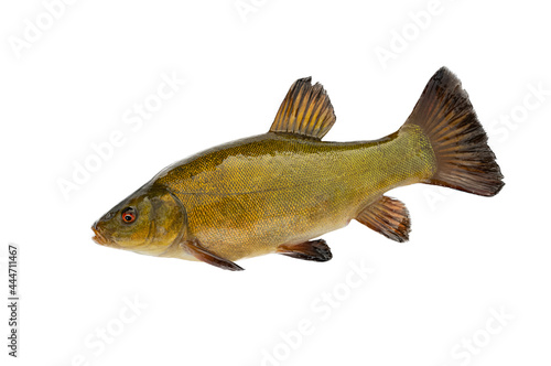  fish lenok (Brachymystax) isolated on white background