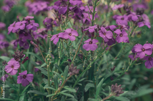 Geranium maderense, little purple flowers in the park in summer