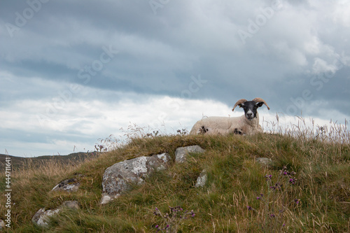 Ram sitting on rocky hill on moor lands