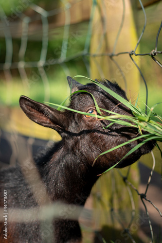 Black kid Goat Eating Grass © James