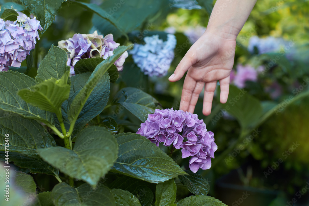 Little girl is touching pink and lilac flowers of Hydrangea macrophylla  in the garden. The concept of care and tenderness.
