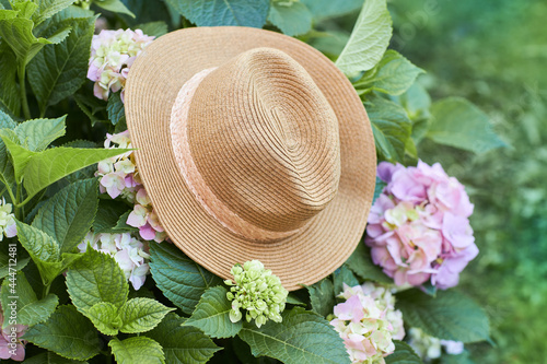 Pink and lilac hydrangea  flowers with straw hat in summer in the garden.