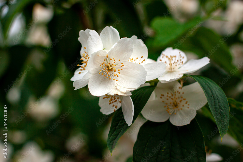 Blossom branch close up of beautiful white jasmine flowers with green leaves and copy space. Nature plant perfume aromatherapy and tea concept Blossom branch close up of beautiful white jasmine flowers with green leaves and copy space. Nature plant perfume aromatherapy and tea concept