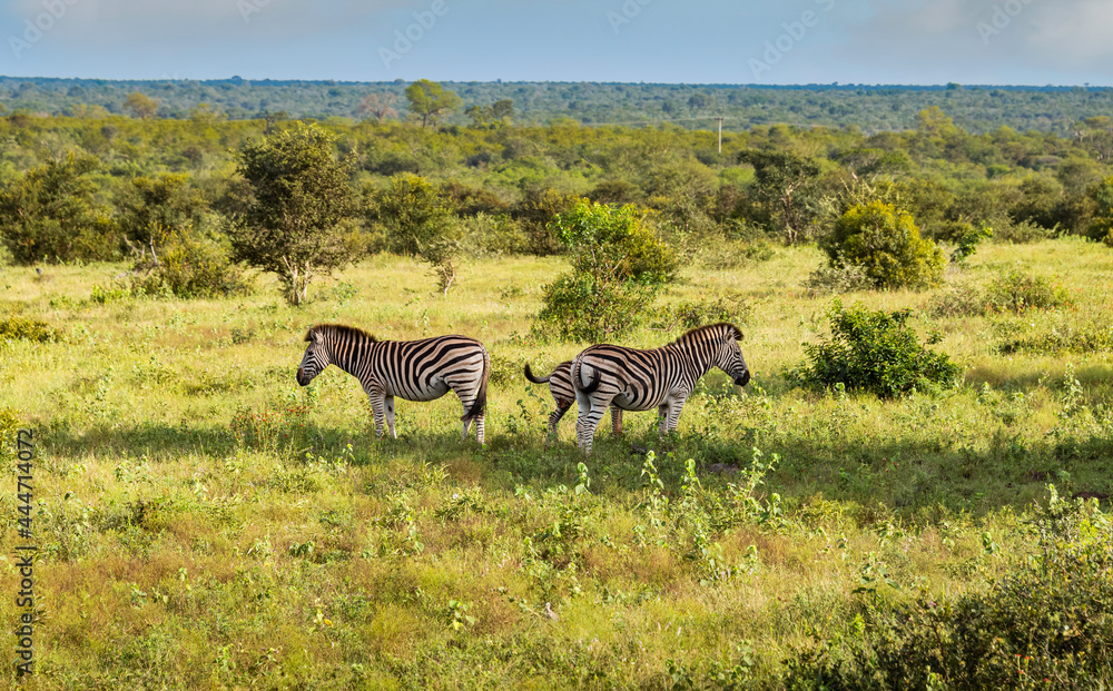 Fototapeta premium zebras in the kruger national reserve