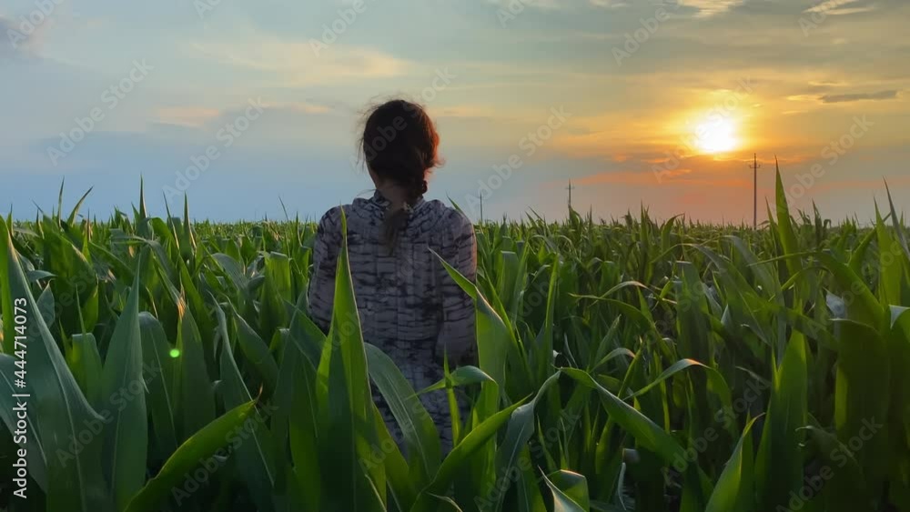 Girl walks through a cornfield at sunset. Girl walks through a cornfield at sunset.