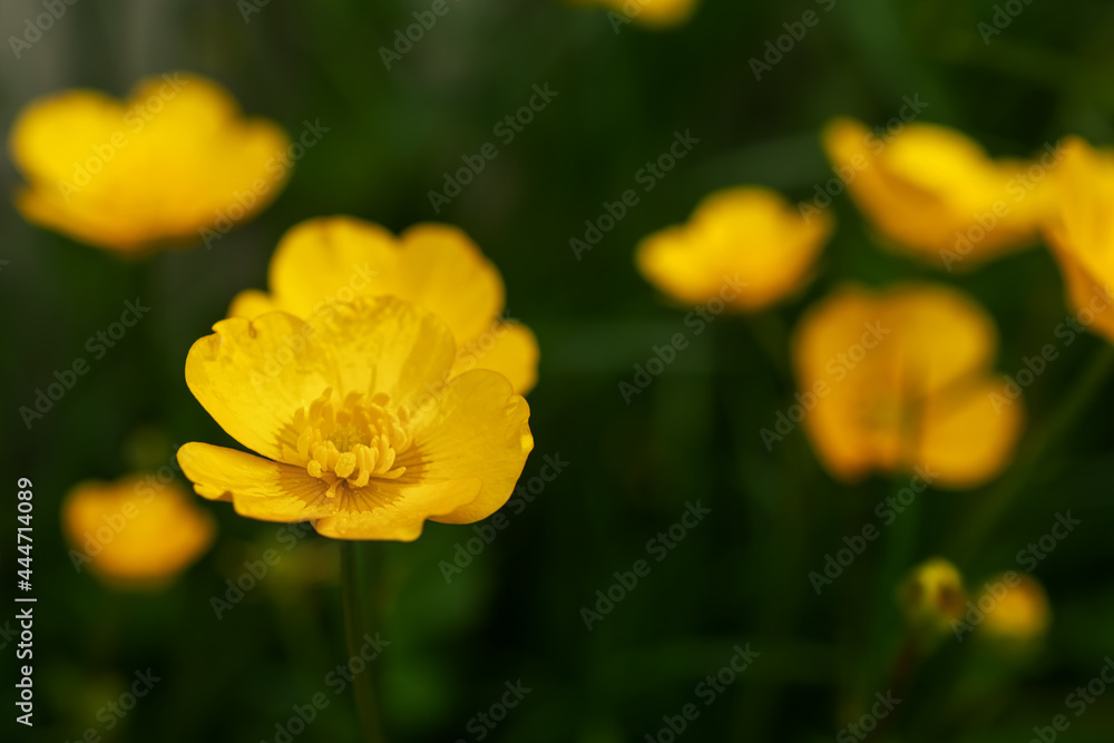 Ranunculus repens, the creeping buttercup, yellow flower close up Ranunculus repens, the creeping buttercup, yellow flower close up