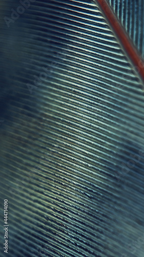 Bird feather close up. Blue natural mobile phone wallpaper with a rhythmic pattern. Macro. Dark shiny narrow background or illustration. Vertical tinted backdrop
