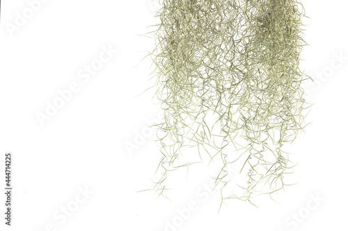 Spanish moss, Tillandsia usneoides isolated on white background. photo