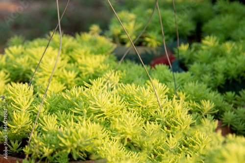 Close up Gold moss sedum plant in a pot beatiful in the garden.