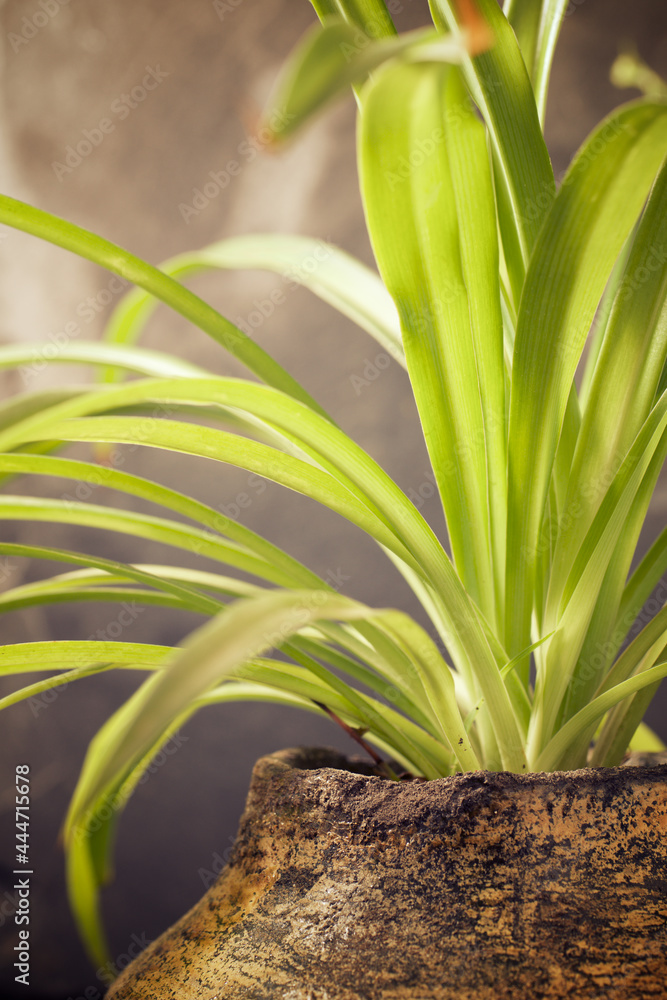 Obraz premium Close-up of a plant.