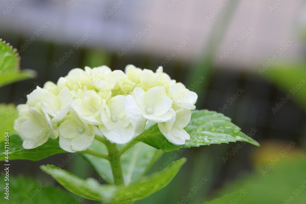 白い紫陽花 白い紫陽花