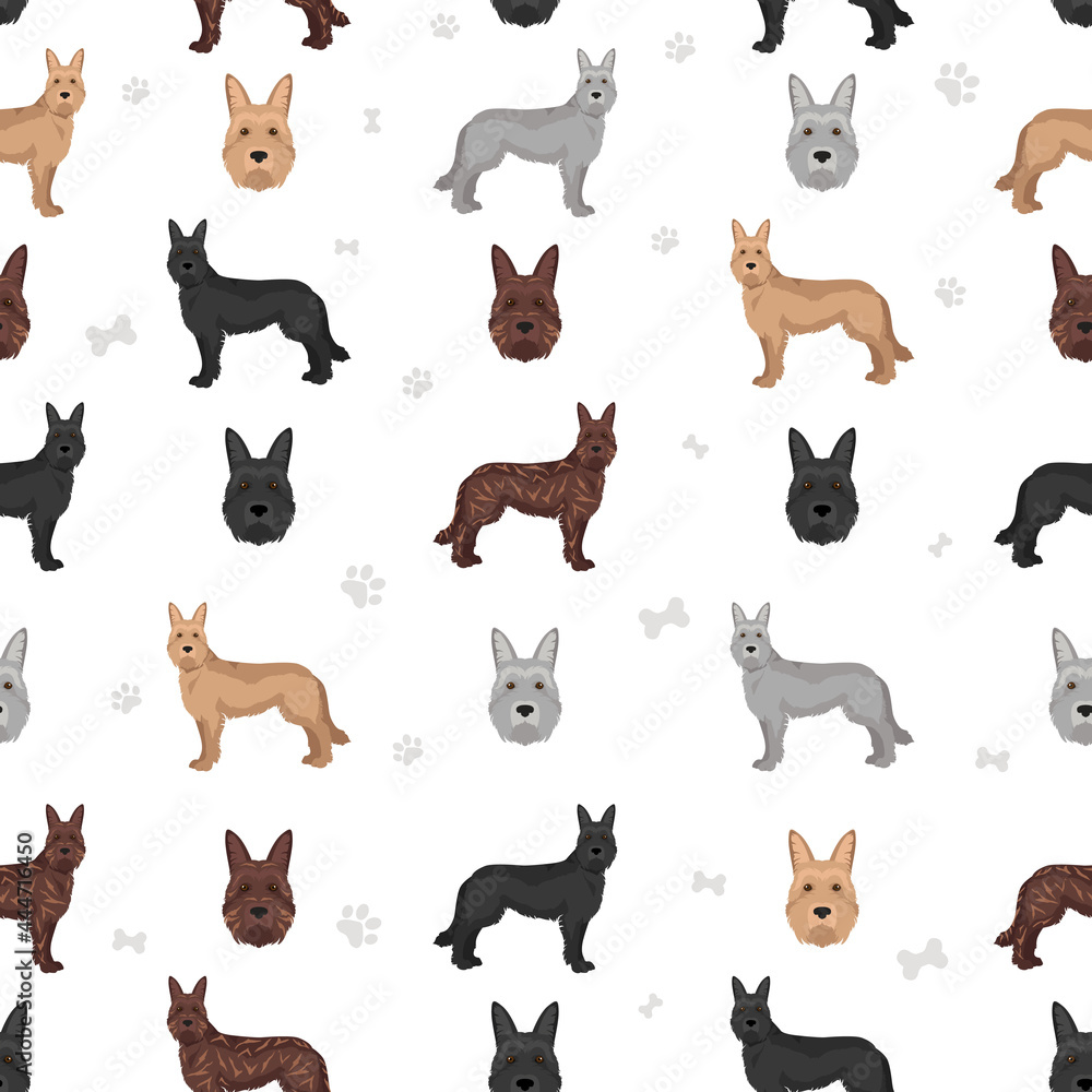 Berger picard seamless pattern. Different coat colors and poses set