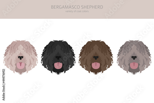 Bergamasco shepherd clipart. Different coat colors and poses set