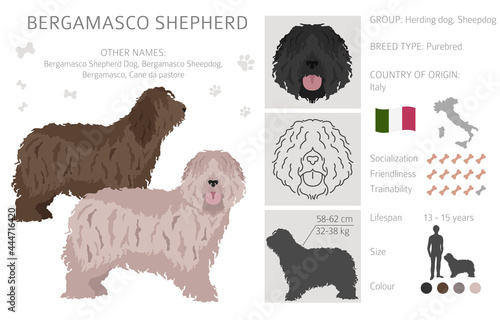 Bergamasco shepherd clipart. Different coat colors and poses set