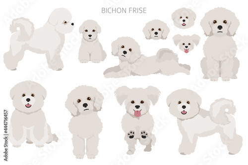 Canvas Print Bichon frise clipart. Different coat colors and poses set