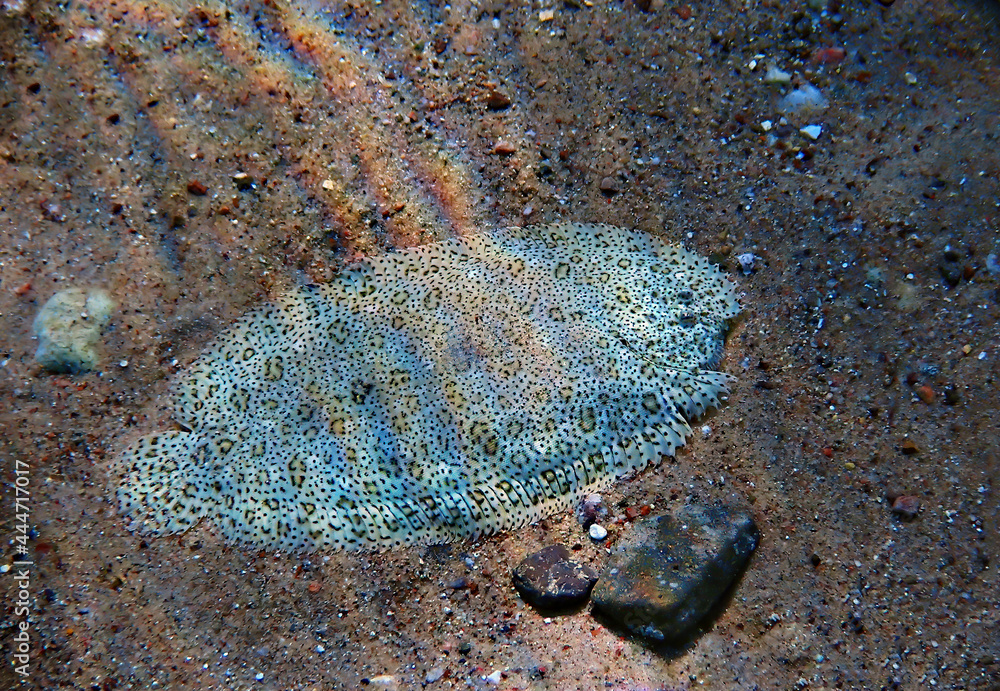 Fotka „ Flat fish or Moses sole – Pardachirus marmoratus. It belongs to ...